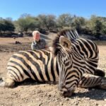 Zebra Hunting: Why Would Anyone Kill One?