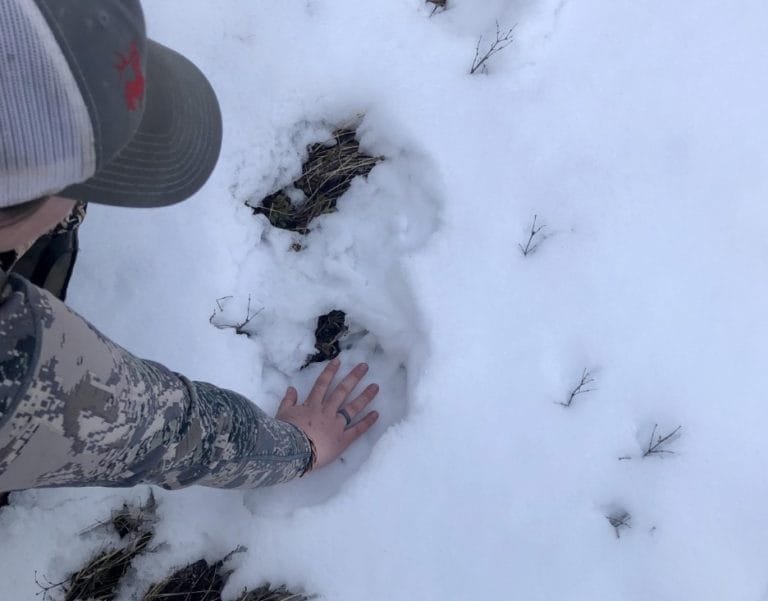 Bear Safety: Precautions to Take Hunting