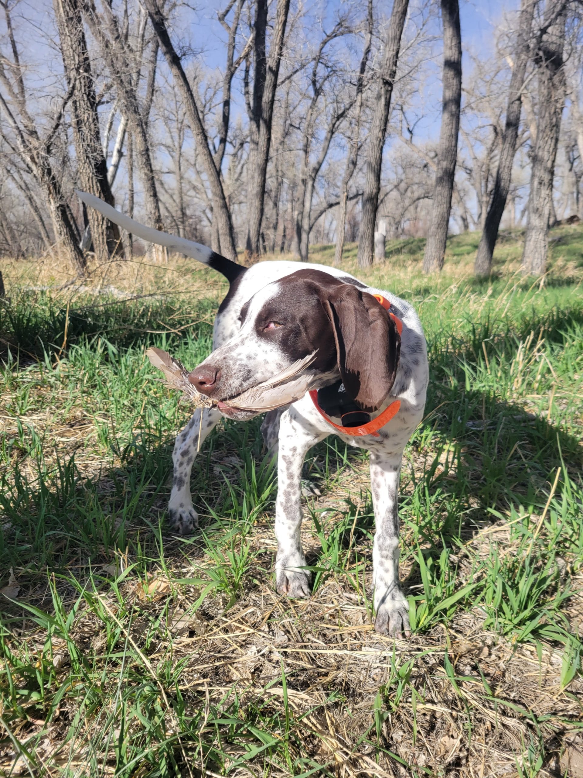 gun dog