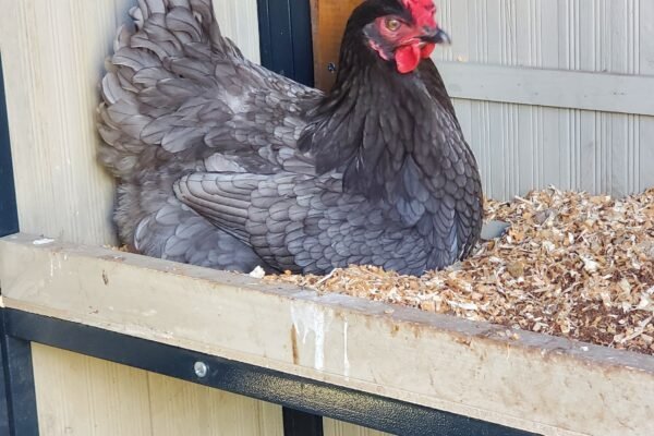 chicken egg blessings