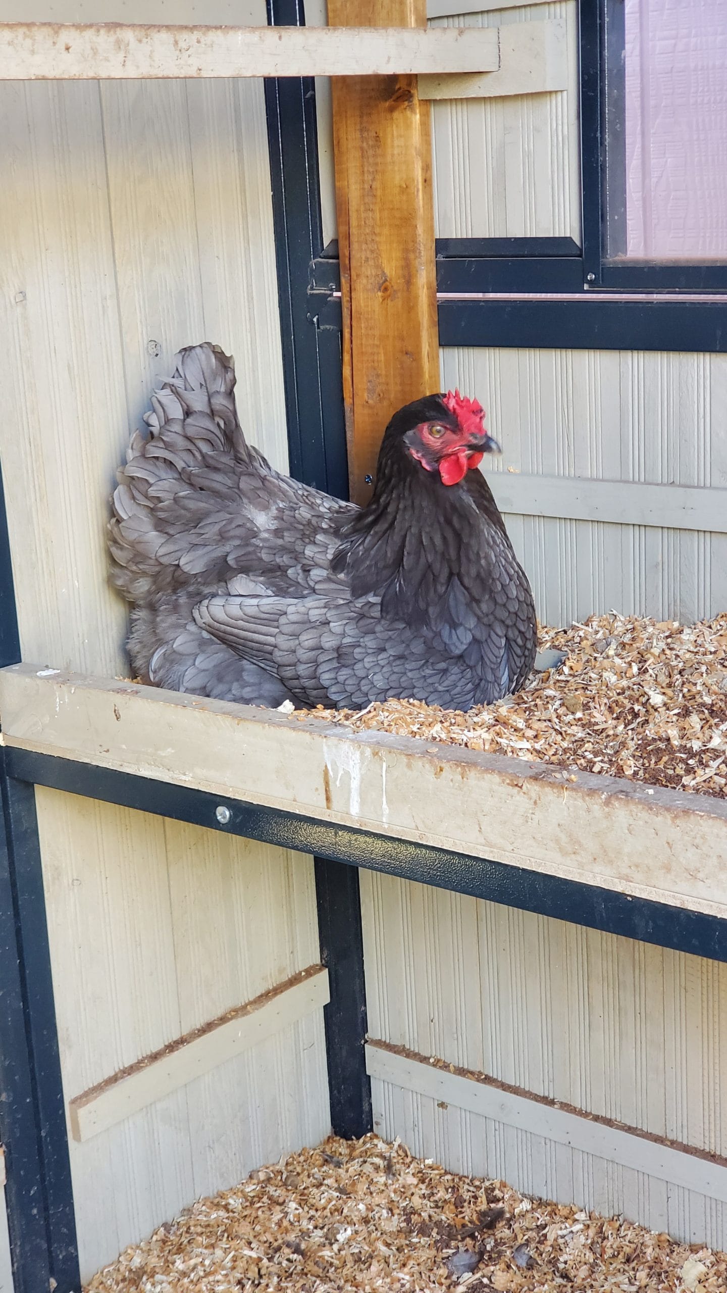 chicken egg blessings