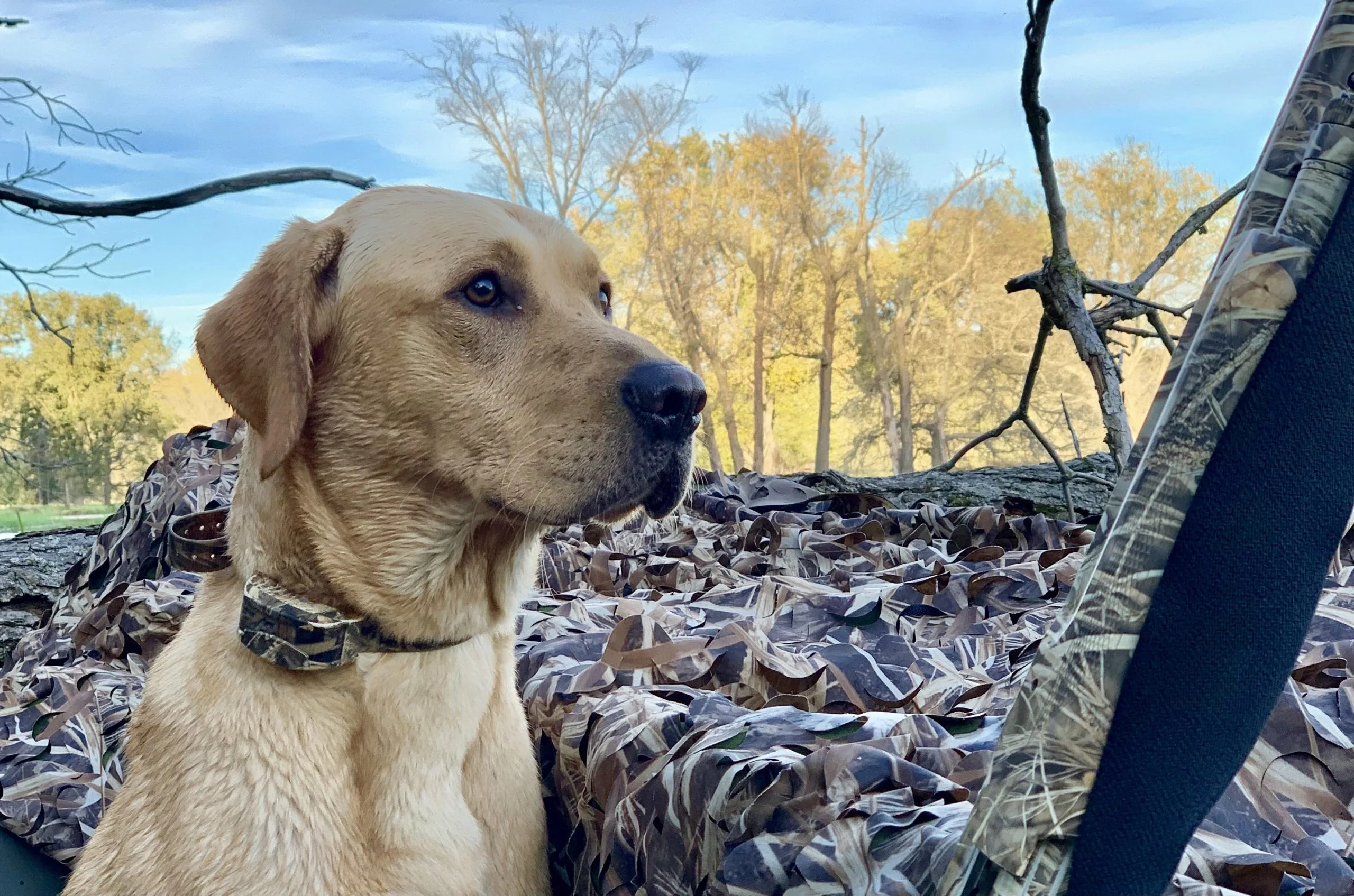duck hunting dog