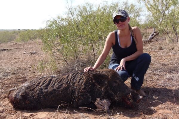 hog hunting in texas
