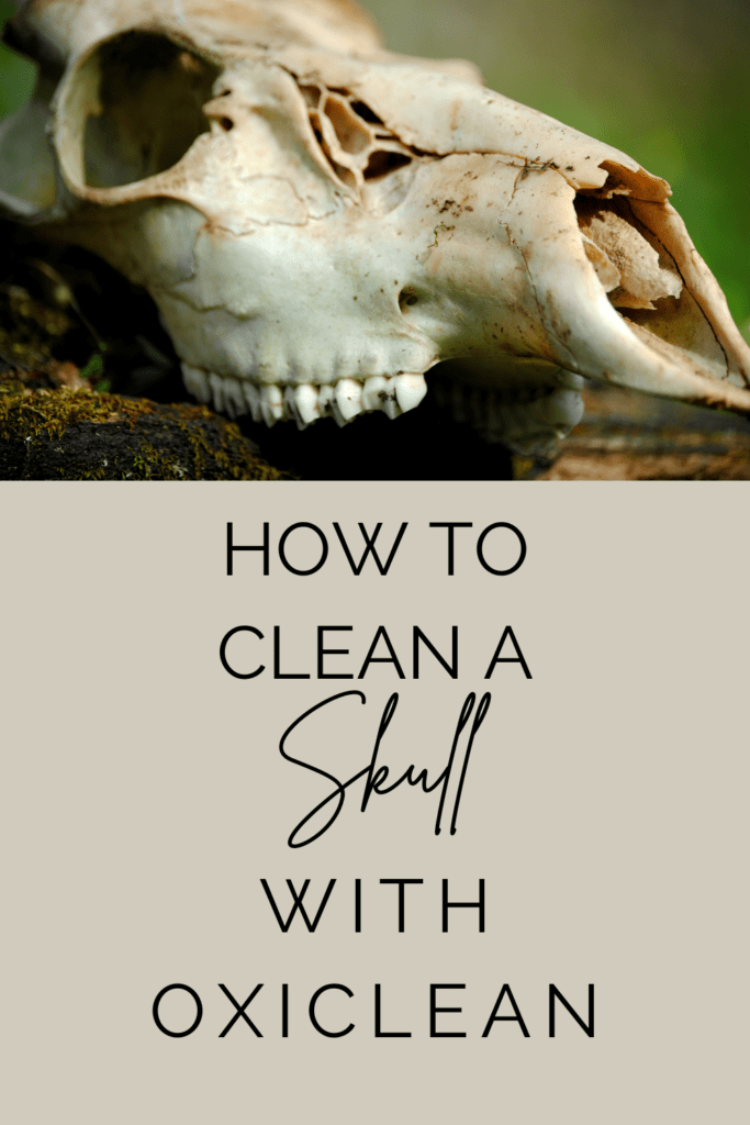 How to Clean a Skull with Oxiclean