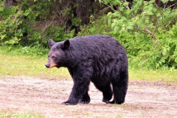 bear hunting with dogs