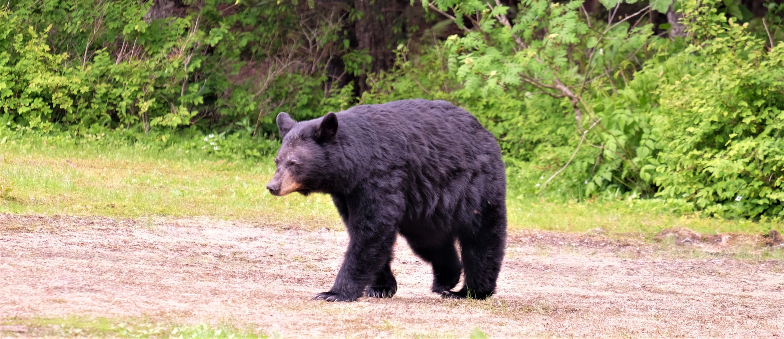 bear hunting with dogs