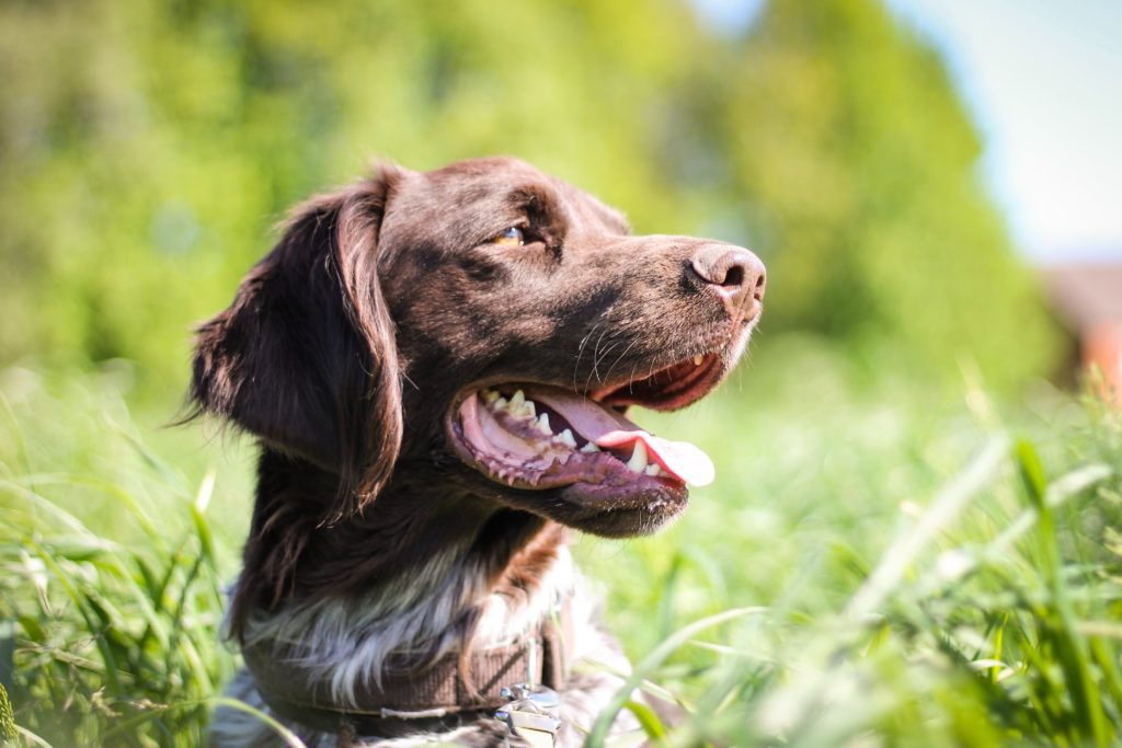 How to Choose the Right Hunting Dog Breeder for You