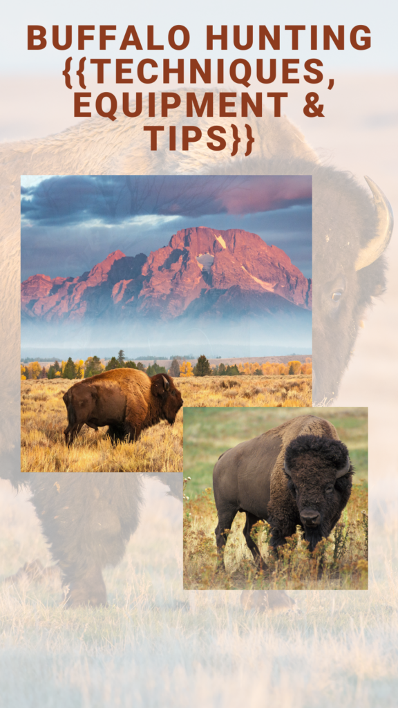 buffalo bison hunting