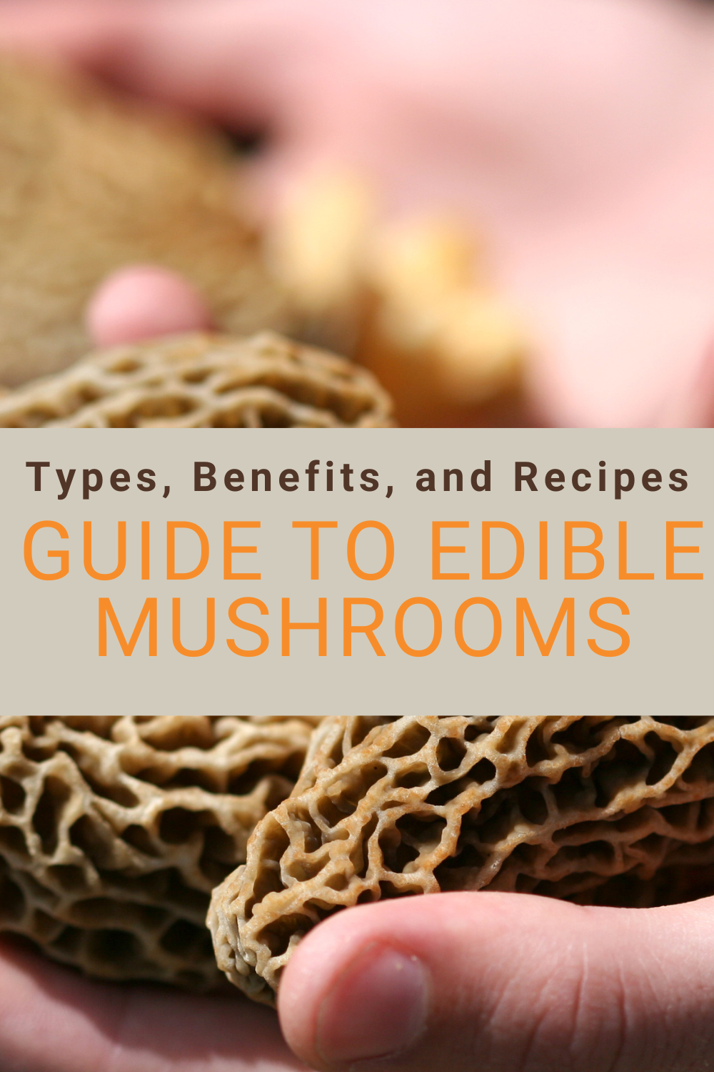 Guide To Edible Mushrooms Types Benefits And Recipes 6140