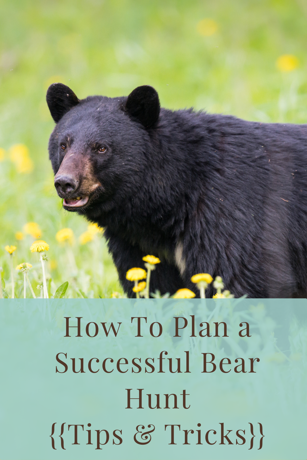 How To Plan a Successful Bear Hunt Tips & Tricks