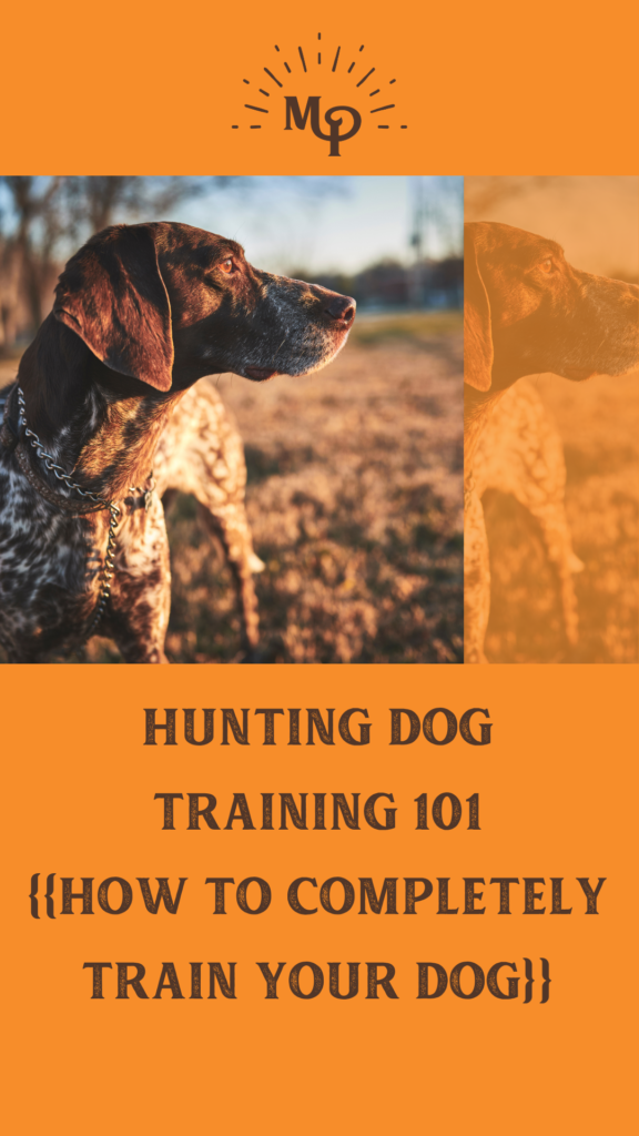 Hunting Dog Training 101: How to Completely Train Your Dog