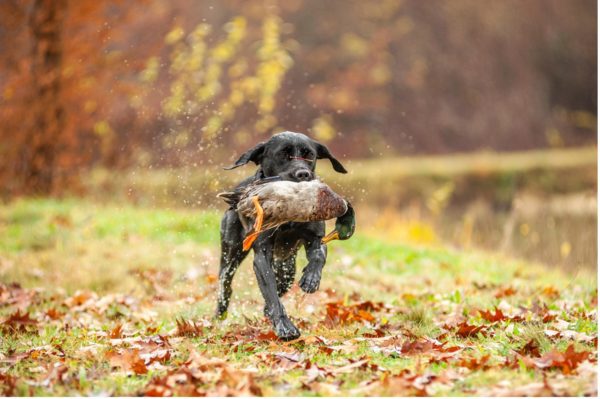 Hunting Dog Training 101: How To Completely Train Your Dog