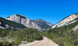 Black Bear vs Grizzly Bear