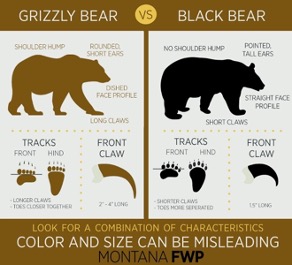 Black Bear vs Grizzly Bear: What's the Difference?