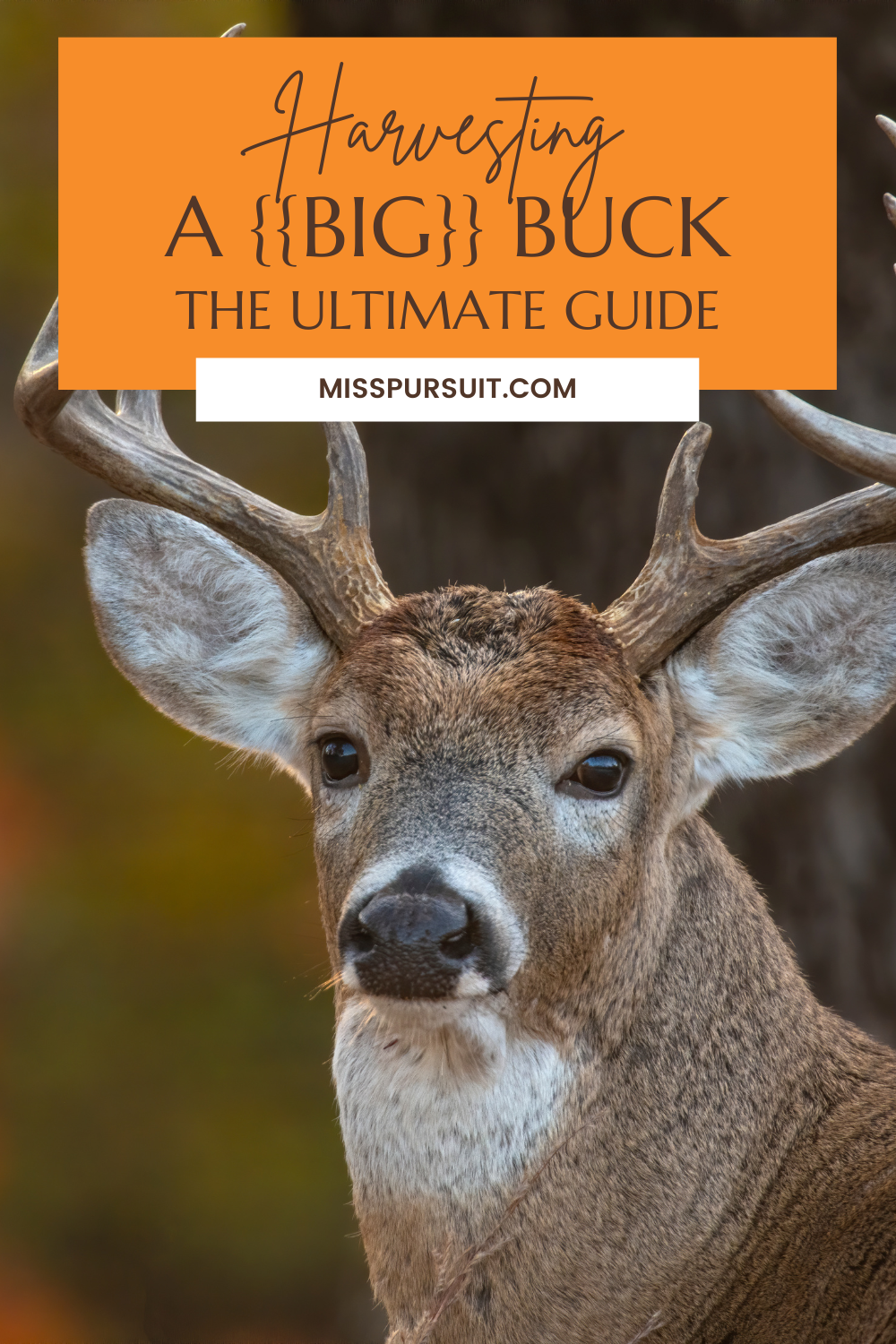 the-ultimate-guide-to-harvesting-a-big-buck