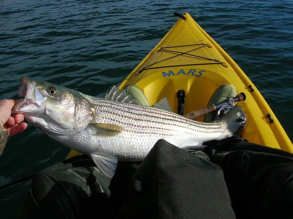 striped bass