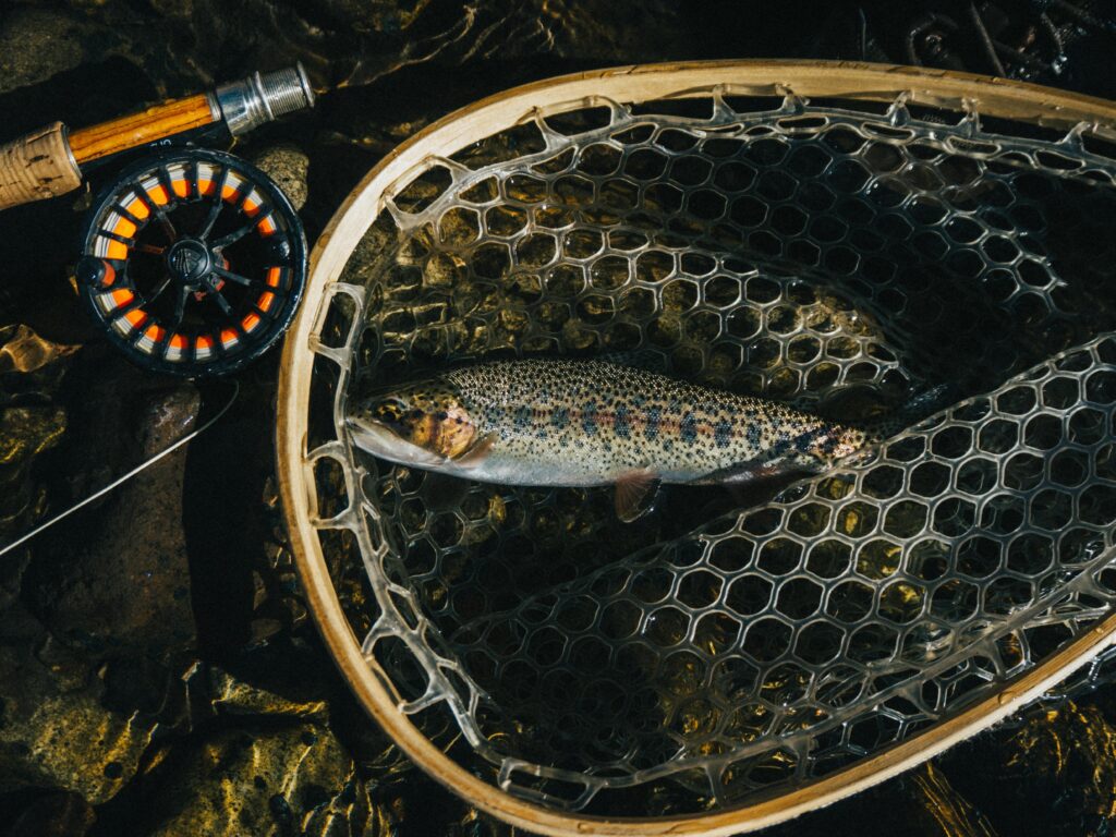 fly fishing rod and reels for beginners