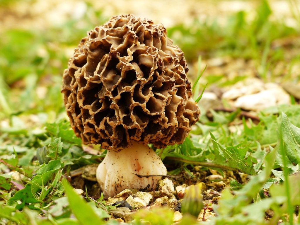 edible mushroom