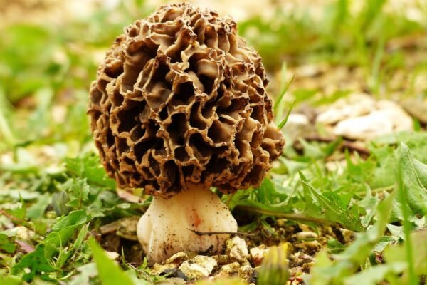 edible mushroom