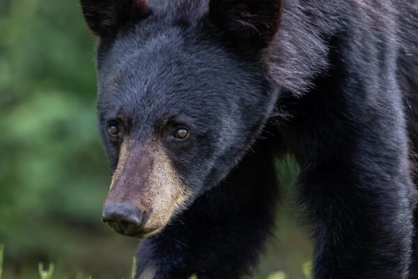 how fast can a black bear run