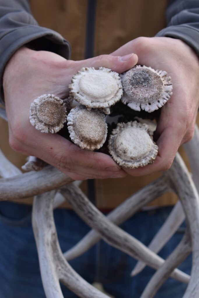 deer antler sheds