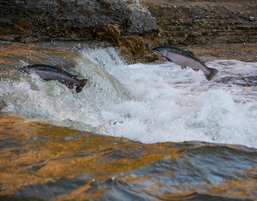 fly fishing for salmon