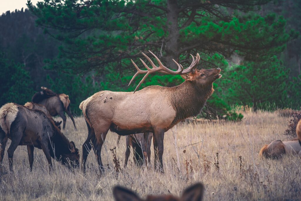 elk roast recipe