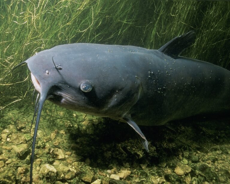 The Ultimate Guide to Noodling for Catfish Tips and Techniques