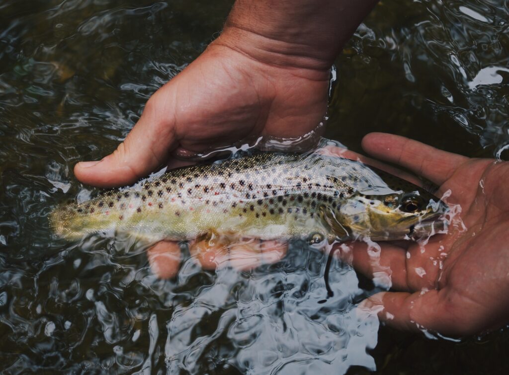 fly fishing for trout