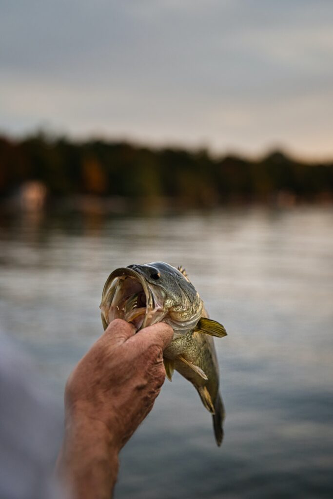 fly fishing for bass