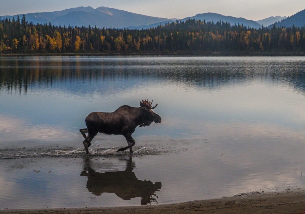 moose hunting ontario