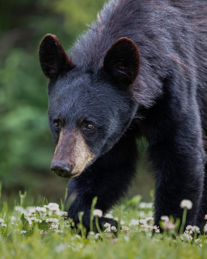 black bear hunting in ontario