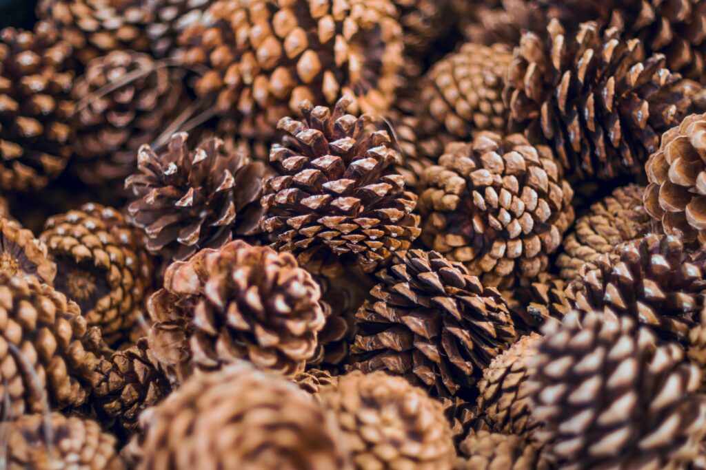 pine cones for a fire starter