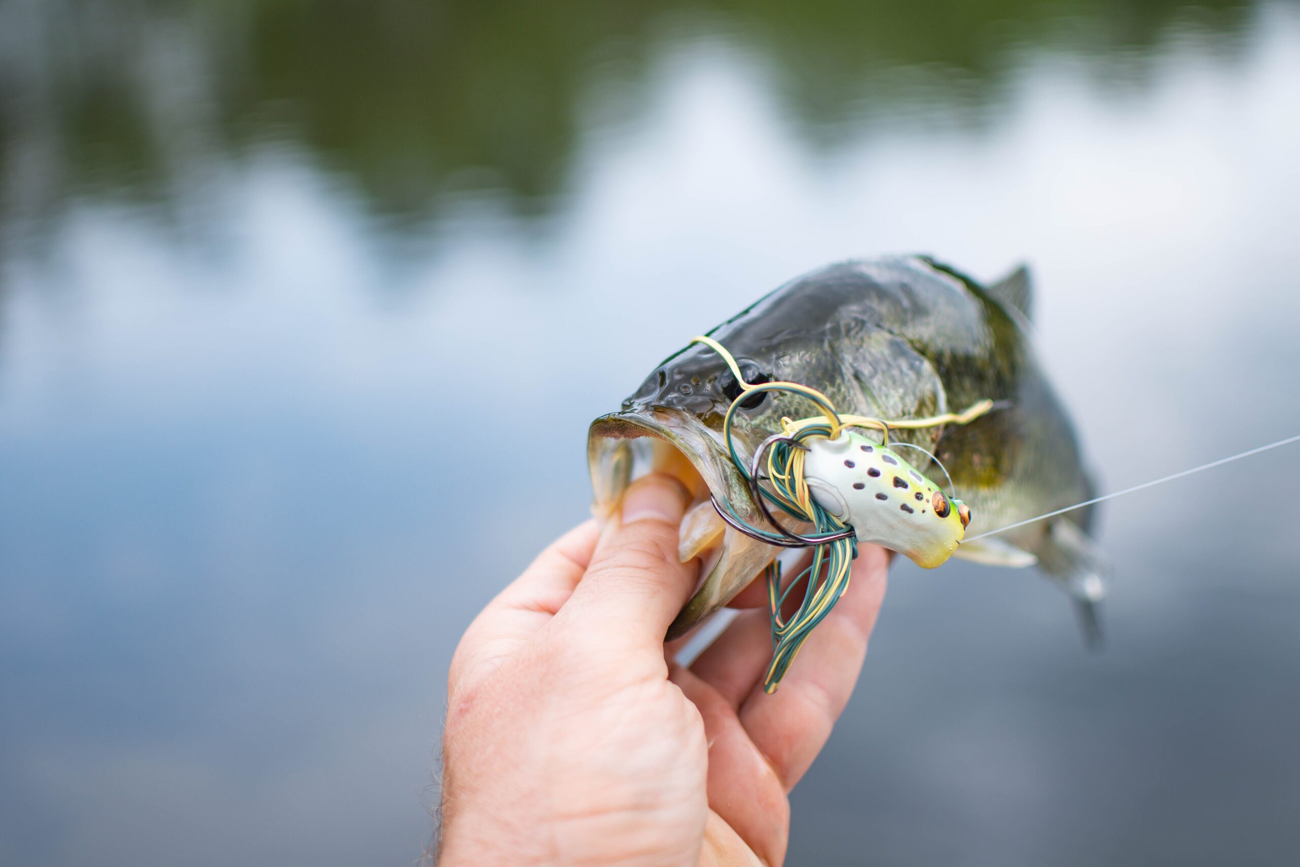 4 of the Best Bass Plastics to Use with a Carolina Rig - Game & Fish