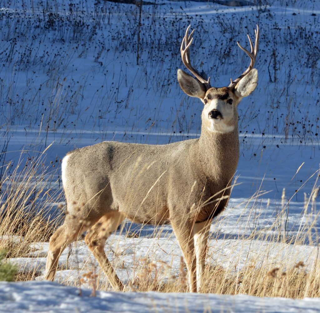 hunting deer in ontario