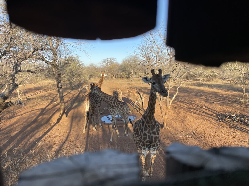 Zingela Limpopo Safaris