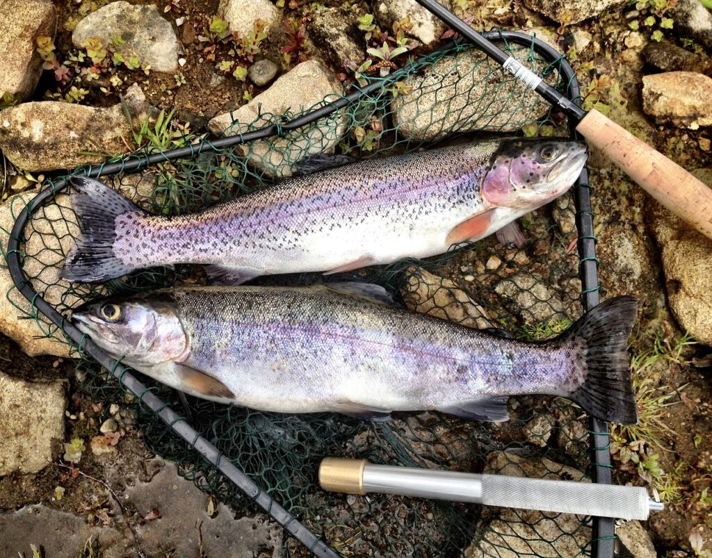 Angler catches record rainbow trout using a unique technique