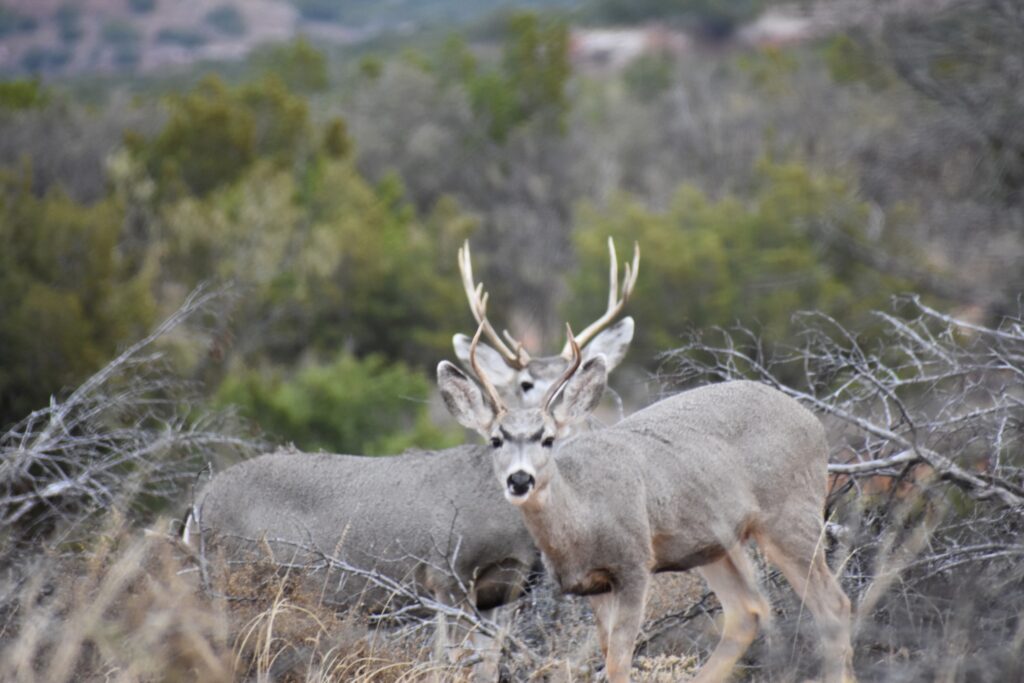 How to Get a Hunting License