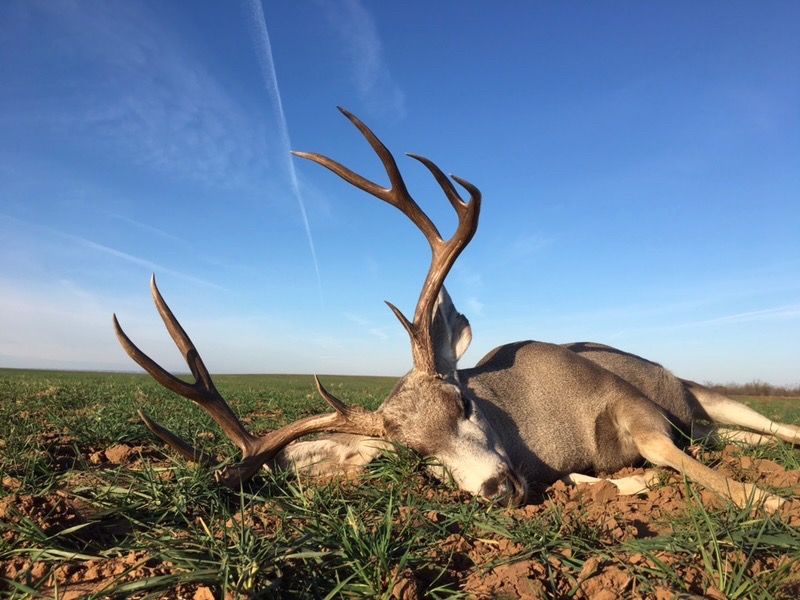 Mule Deer Scents - Just For Hunting