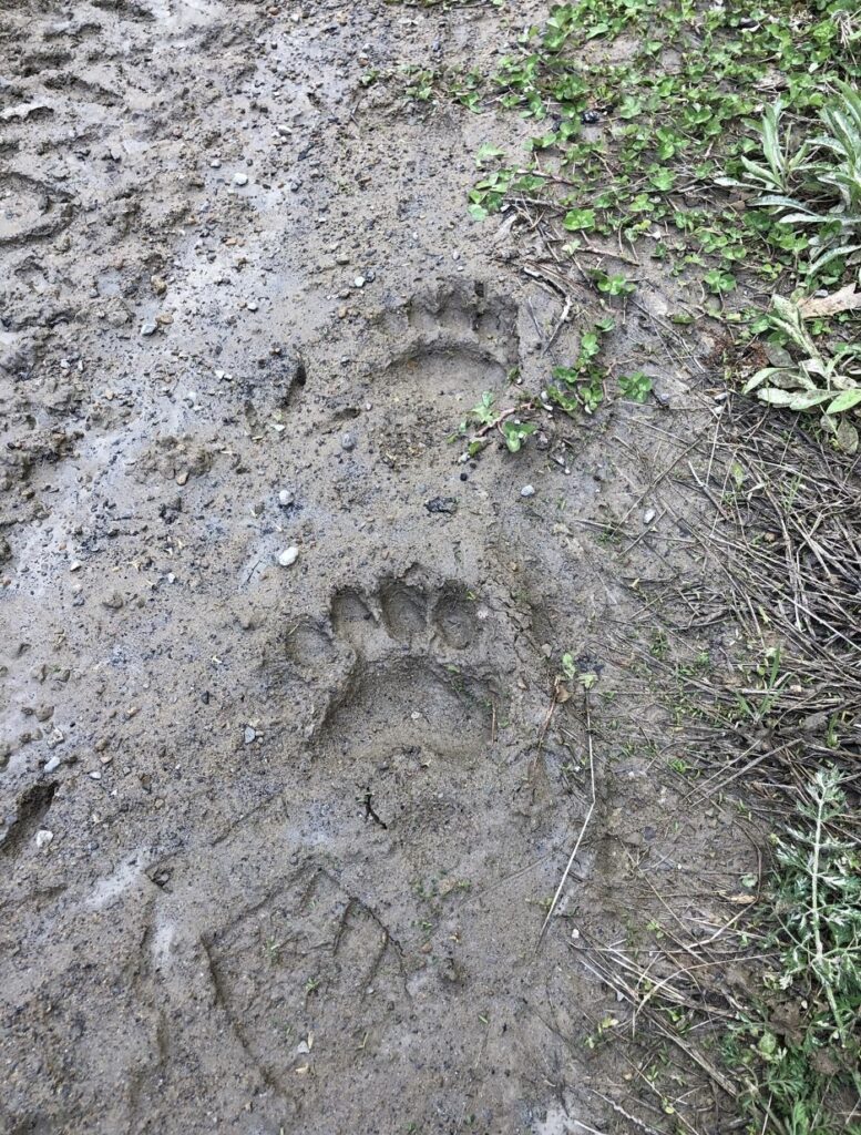 Bear Hunting in Kentucky