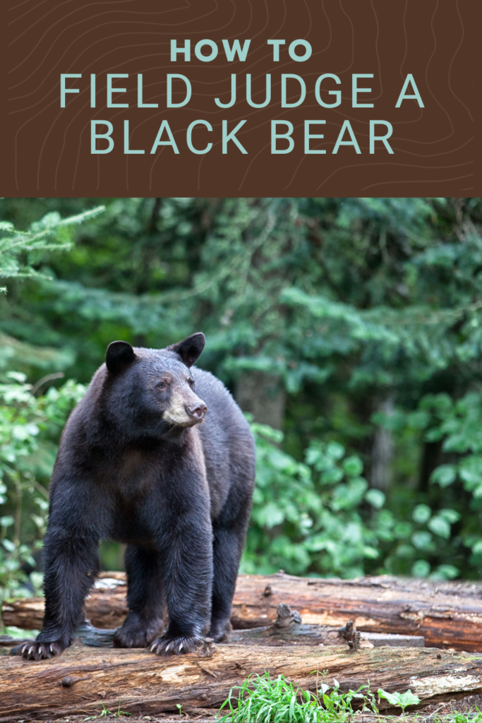 how to field judge a black bear