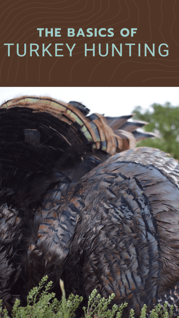 The Basics of Turkey Hunting for Beginners