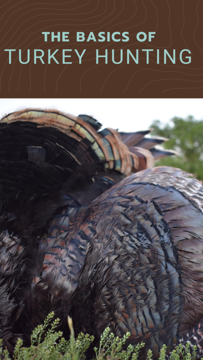 The Basics of Turkey Hunting for Beginners