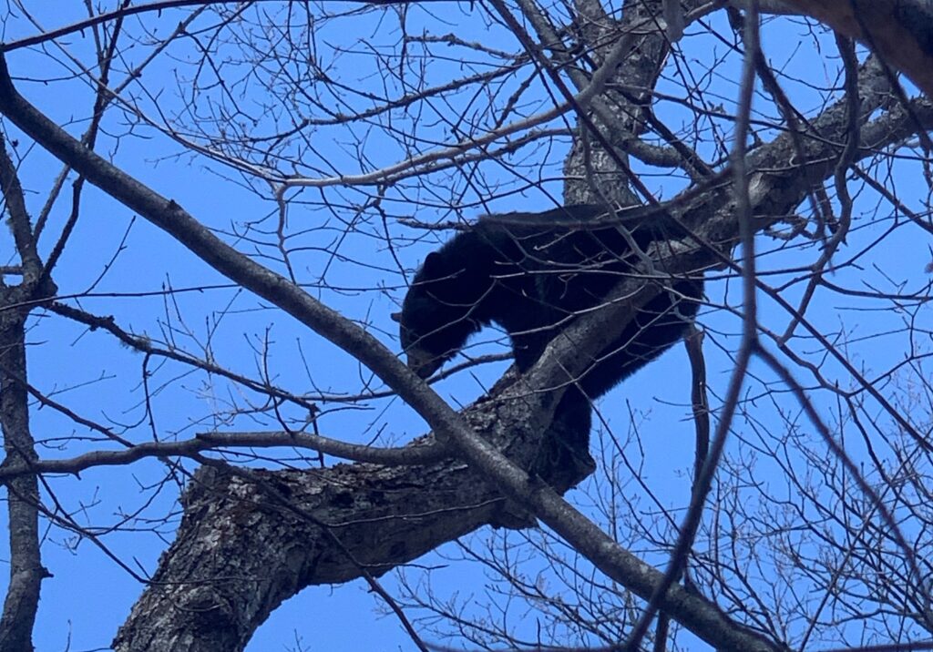 how to field judge a black bear