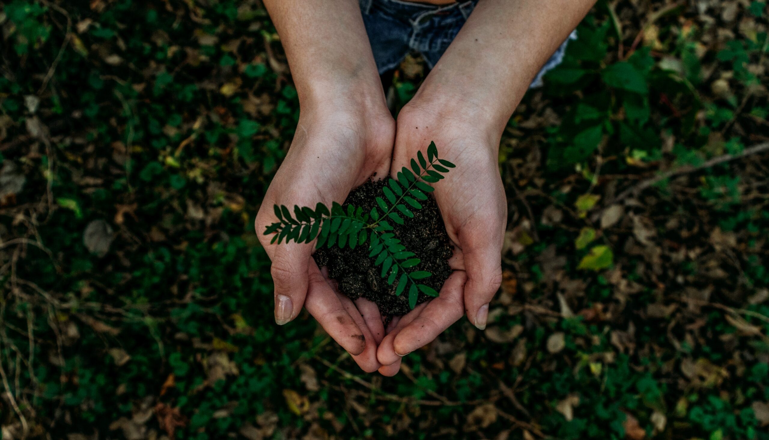 Companies That Are Environmentally Friendly