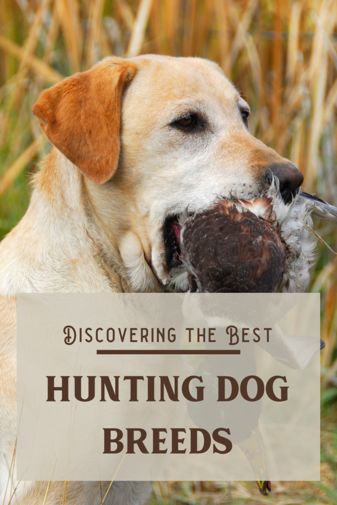 best hunting dog breeds