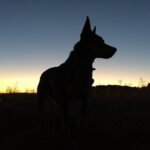 best hunting dogs