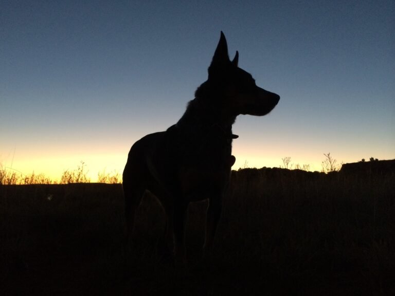 best hunting dogs