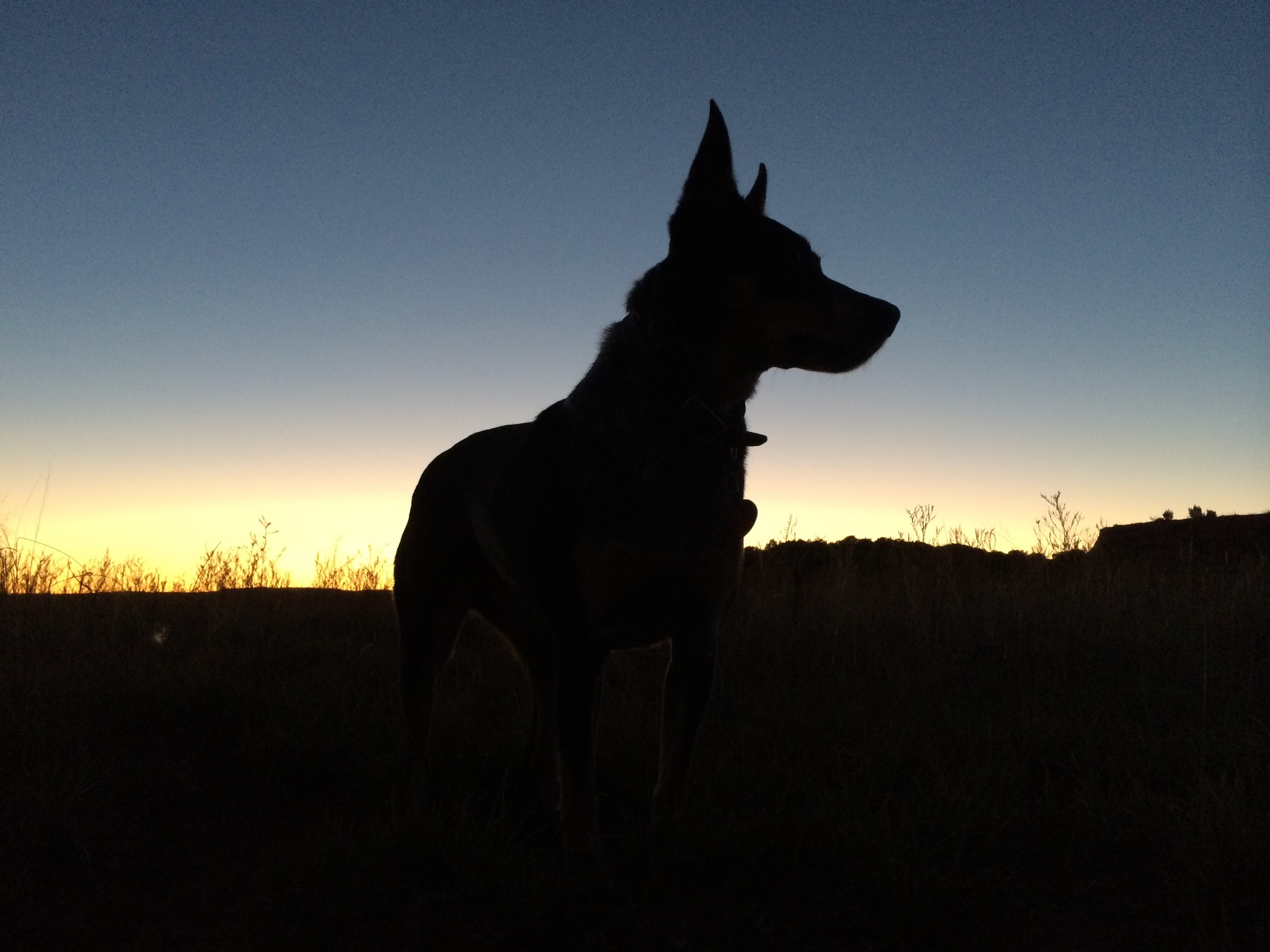 best hunting dogs