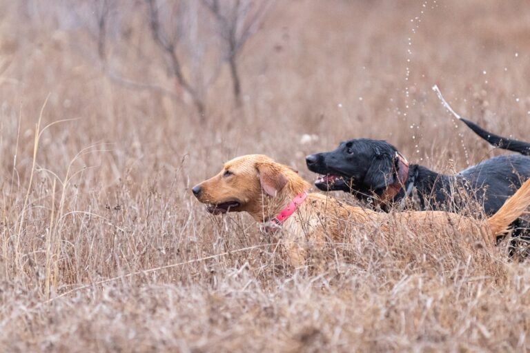 Discovering the Best Hunting Dog Breeds